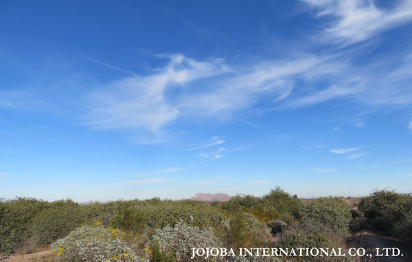 ♔ JOJOBA PHOTOS　於： 原種ホホバの聖地、アリゾナ州ハクアハラヴァレー 