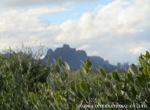 ♔ 原種ホホバ JOJOBA ORIGINAL SPECIES　虹　於： 原種ホホバの聖地、アリゾナ州ハクアハラヴァレー