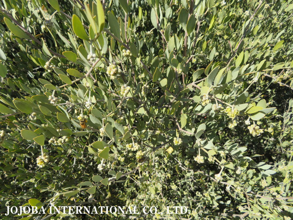 ♔ 原種ホホバ JOJOBA ORIGINAL SPECIES　蜜蜂　於： 原種ホホバの聖地、アリゾナ州ハクアハラヴァレー