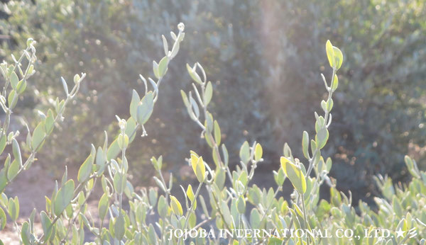 ♔ JOJOBA PHOTOS　於： 原種ホホバの聖地、アリゾナ州ハクアハラヴァレー 