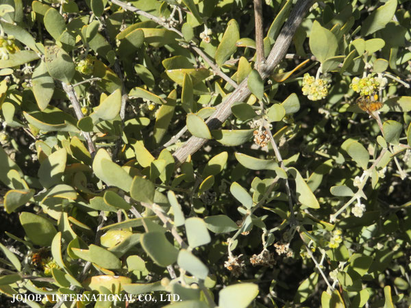 ♔ 原種ホホバ JOJOBA ORIGINAL SPECIES　蜜蜂　於： 原種ホホバの聖地、アリゾナ州ハクアハラヴァレー
