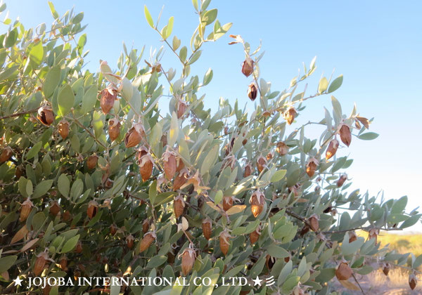 ♔ JOJOBA PHOTOS　於： 原種ホホバの聖地、アリゾナ州ハクアハラヴァレー 