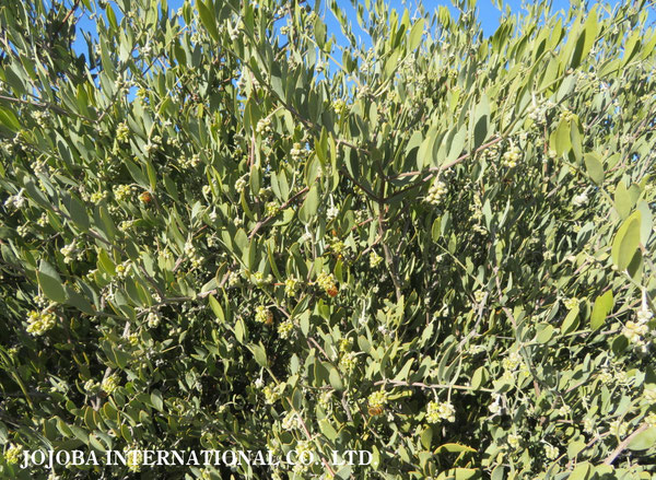 ♔ 原種ホホバ JOJOBA ORIGINAL SPECIES　蜜蜂　於： 原種ホホバの聖地、アリゾナ州ハクアハラヴァレー