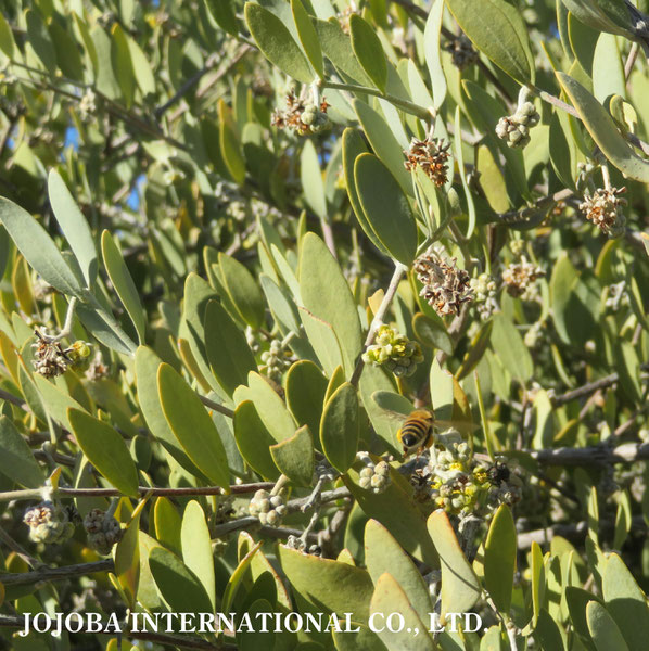 ♔ 原種ホホバ JOJOBA ORIGINAL SPECIES　蜜蜂　於： 原種ホホバの聖地、アリゾナ州ハクアハラヴァレー