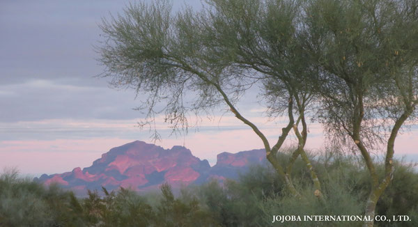 ♔ JOJOBA PHOTOS　於： 原種ホホバの聖地、アリゾナ州ハクアハラヴァレー 