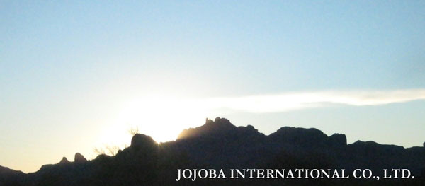 ♔ JOJOBA PHOTOS　於： 原種ホホバの聖地、アリゾナ州ハクアハラヴァレー 