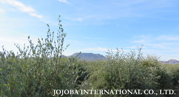 ♔ JOJOBA PHOTOS　於： 原種ホホバの聖地、アリゾナ州ハクアハラヴァレー 
