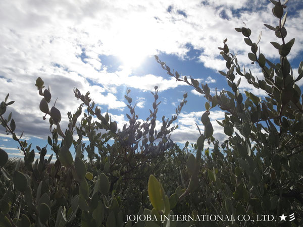 ♔ JOJOBA PHOTOS　於： 原種ホホバの聖地、アリゾナ州ハクアハラヴァレー 