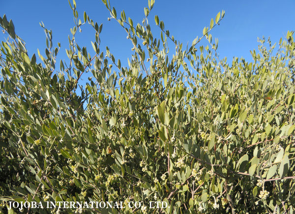 ♔ 原種ホホバ JOJOBA ORIGINAL SPECIES　蜜蜂　於： 原種ホホバの聖地、アリゾナ州ハクアハラヴァレー