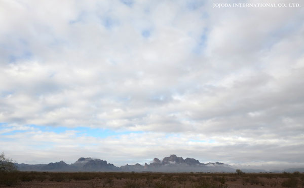 ♔ JOJOBA PHOTOS　於： 原種ホホバの聖地、アリゾナ州ハクアハラヴァレー 