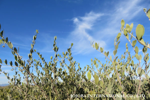♔ JOJOBA PHOTOS　於： 原種ホホバの聖地、アリゾナ州ハクアハラヴァレー 