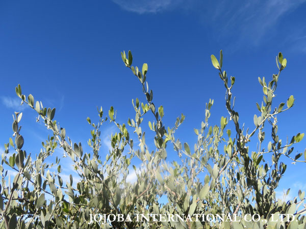 ♔ JOJOBA PHOTOS　於： 原種ホホバの聖地、アリゾナ州ハクアハラヴァレー 