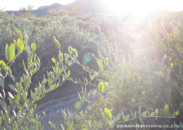 ♔ JOJOBA PHOTOS　於： 原種ホホバの聖地、アリゾナ州ハクアハラヴァレー 