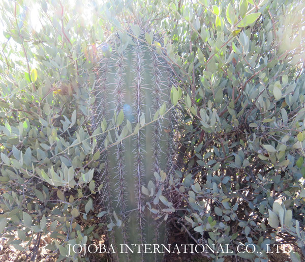 ♔ JOJOBA PHOTOS　於： 原種ホホバの聖地、アリゾナ州ハクアハラヴァレー 