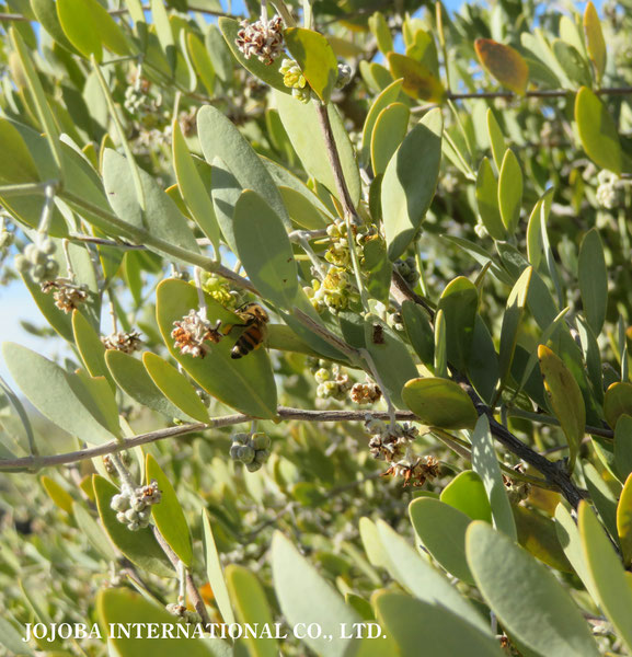 ♔ 原種ホホバ JOJOBA ORIGINAL SPECIES　蜜蜂　於： 原種ホホバの聖地、アリゾナ州ハクアハラヴァレー