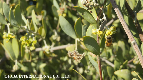 ♔ 原種ホホバ JOJOBA ORIGINAL SPECIES　蜜蜂　於： 原種ホホバの聖地、アリゾナ州ハクアハラヴァレー
