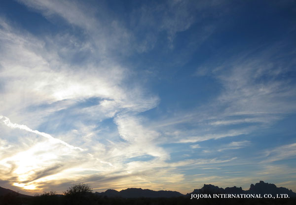 ♔ JOJOBA PHOTOS　於： 原種ホホバの聖地、アリゾナ州ハクアハラヴァレー 