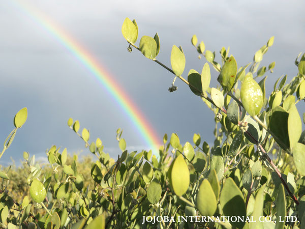 ♔ 原種ホホバ JOJOBA ORIGINAL SPECIES　虹　於： 原種ホホバの聖地、アリゾナ州ハクアハラヴァレー