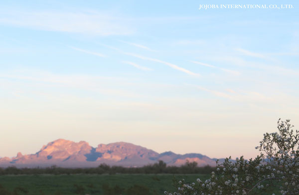 ♔ JOJOBA PHOTOS　於： 原種ホホバの聖地、アリゾナ州ハクアハラヴァレー 