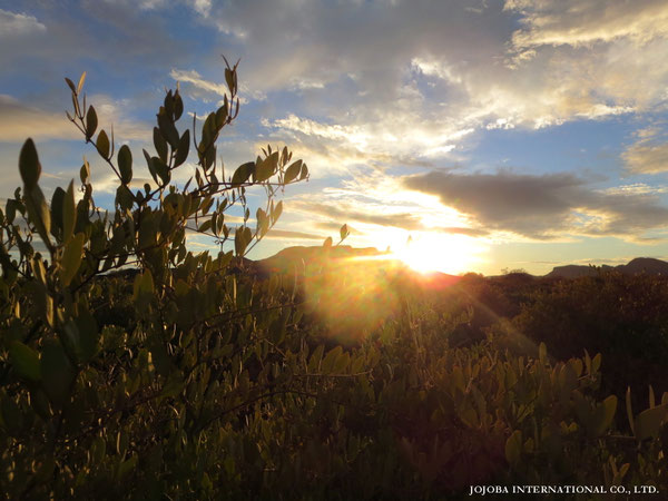 ♔ JOJOBA PHOTOS　於： 原種ホホバの聖地、アリゾナ州ハクアハラヴァレー 