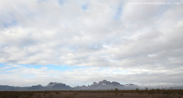♔ JOJOBA PHOTOS　於： 原種ホホバの聖地、アリゾナ州ハクアハラヴァレー 