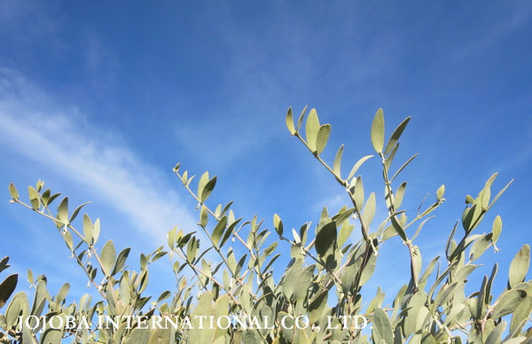 ♔ JOJOBA PHOTOS　於： 原種ホホバの聖地、アリゾナ州ハクアハラヴァレー 