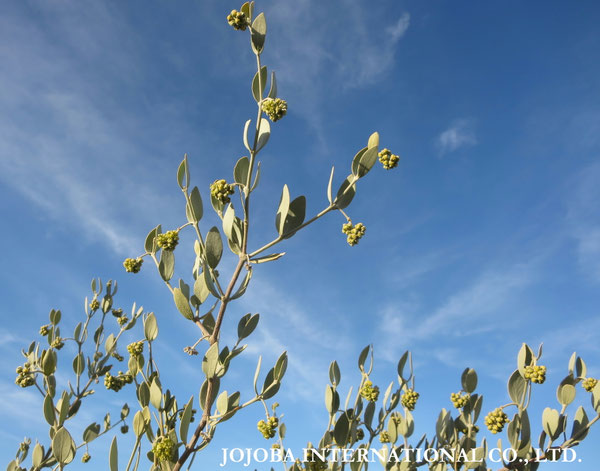 ♔ JOJOBA PHOTOS　於： 原種ホホバの聖地、アリゾナ州ハクアハラヴァレー 