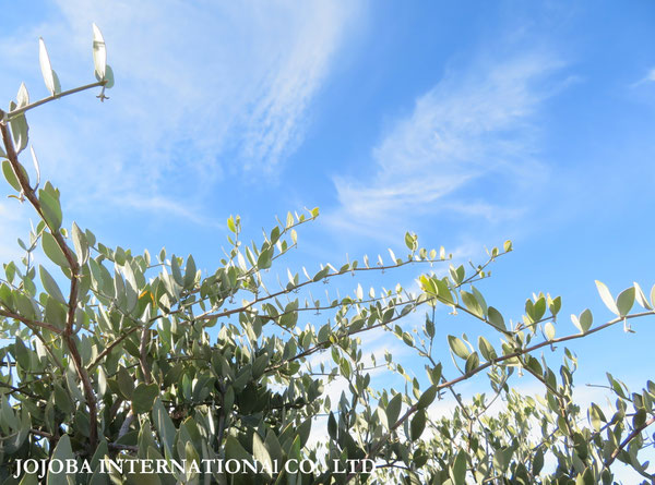 ♔ JOJOBA PHOTOS　於： 原種ホホバの聖地、アリゾナ州ハクアハラヴァレー 