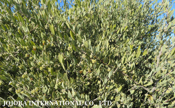 ♔ 原種ホホバ JOJOBA ORIGINAL SPECIES　蜜蜂　於： 原種ホホバの聖地、アリゾナ州ハクアハラヴァレー