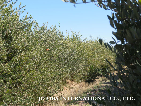 ♔ JOJOBA PHOTOS　於： 原種ホホバの聖地、アリゾナ州ハクアハラヴァレー 