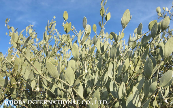 ♔ JOJOBA PHOTOS　於： 原種ホホバの聖地、アリゾナ州ハクアハラヴァレー 