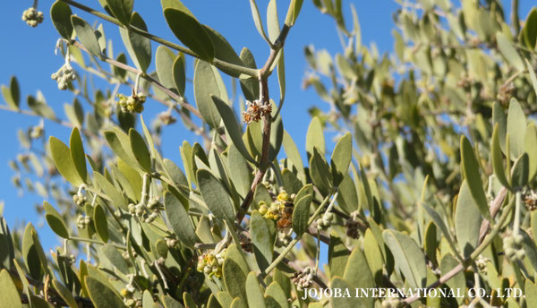 ♔ 原種ホホバ JOJOBA ORIGINAL SPECIES　蜜蜂　於： 原種ホホバの聖地、アリゾナ州ハクアハラヴァレー