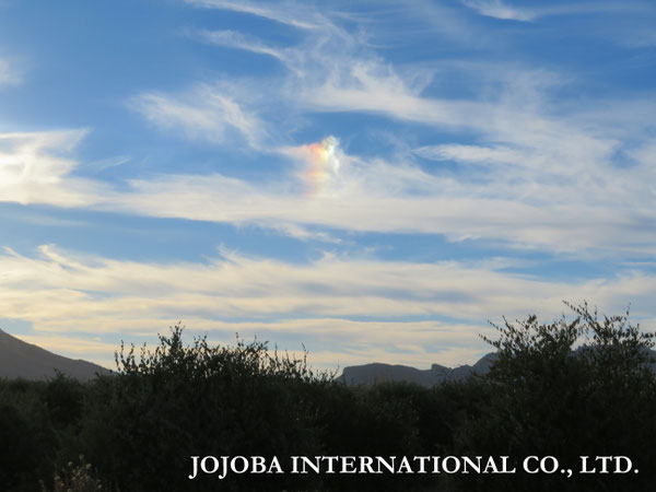 ♔ JOJOBA PHOTOS　於： 原種ホホバの聖地、アリゾナ州ハクアハラヴァレー 