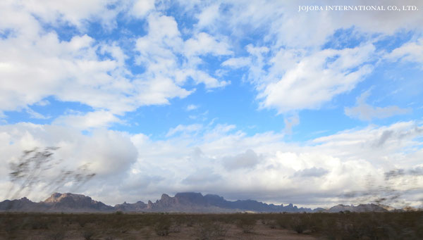 ♔ JOJOBA PHOTOS　於： 原種ホホバの聖地、アリゾナ州ハクアハラヴァレー 