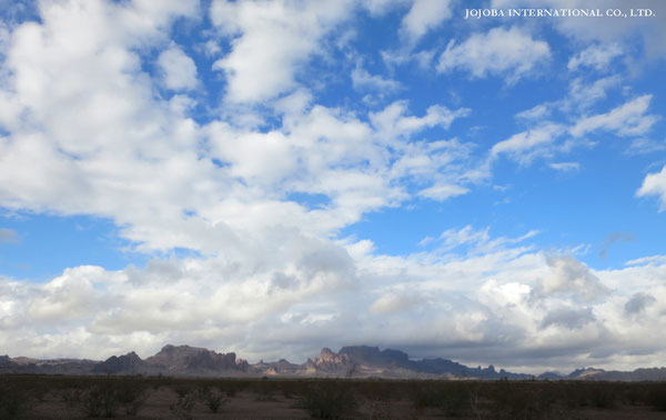 ♔ JOJOBA PHOTOS　於： 原種ホホバの聖地、アリゾナ州ハクアハラヴァレー 