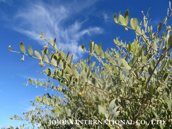 ♔ JOJOBA PHOTOS　於： 原種ホホバの聖地、アリゾナ州ハクアハラヴァレー 