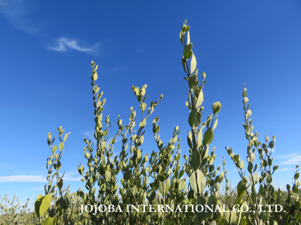 ♔ JOJOBA PHOTOS　於： 原種ホホバの聖地、アリゾナ州ハクアハラヴァレー 