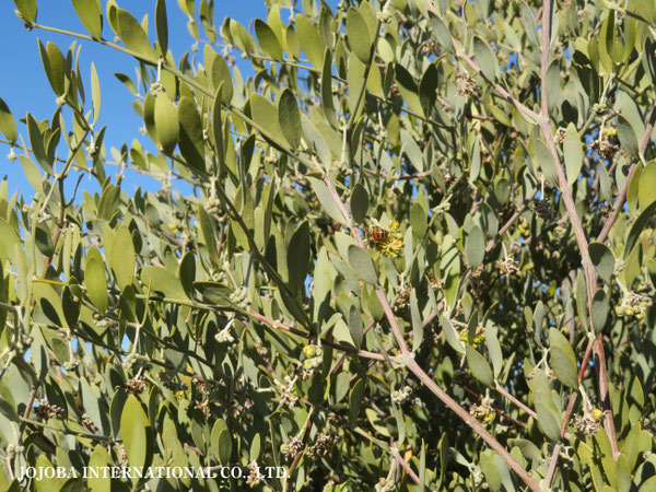 ♔ 原種ホホバ JOJOBA ORIGINAL SPECIES　蜜蜂　於： 原種ホホバの聖地、アリゾナ州ハクアハラヴァレー