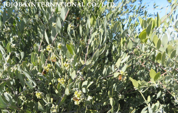 ♔ JOJOBA PHOTOS　於： 原種ホホバの聖地、アリゾナ州ハクアハラヴァレー 