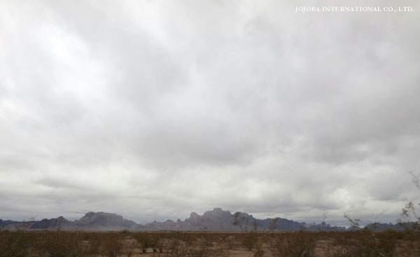 ♔ JOJOBA PHOTOS　於： 原種ホホバの聖地、アリゾナ州ハクアハラヴァレー 