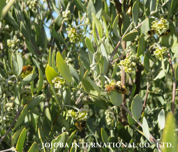 ♔ JOJOBA PHOTOS　於： 原種ホホバの聖地、アリゾナ州ハクアハラヴァレー 