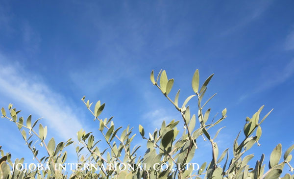 ♔ JOJOBA PHOTOS　於： 原種ホホバの聖地、アリゾナ州ハクアハラヴァレー 