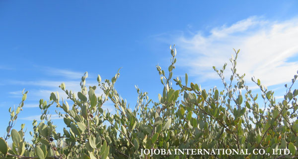 ♔ JOJOBA PHOTOS　於： 原種ホホバの聖地、アリゾナ州ハクアハラヴァレー 