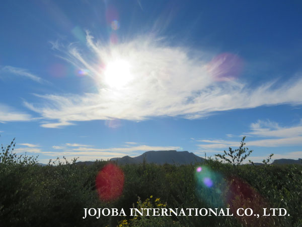 ♔ JOJOBA PHOTOS　於： 原種ホホバの聖地、アリゾナ州ハクアハラヴァレー 