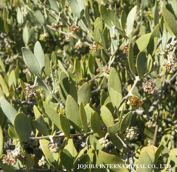 ♔ 原種ホホバ JOJOBA ORIGINAL SPECIES　蜜蜂　於： 原種ホホバの聖地、アリゾナ州ハクアハラヴァレー