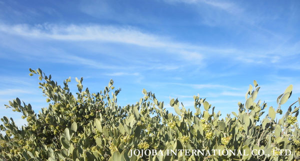 ♔ JOJOBA PHOTOS　於： 原種ホホバの聖地、アリゾナ州ハクアハラヴァレー 