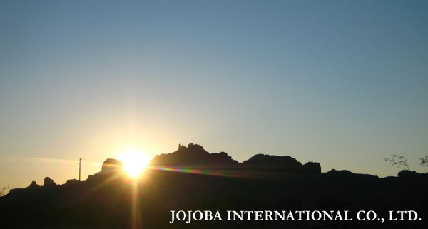 ♔ JOJOBA PHOTOS　於： 原種ホホバの聖地、アリゾナ州ハクアハラヴァレー 