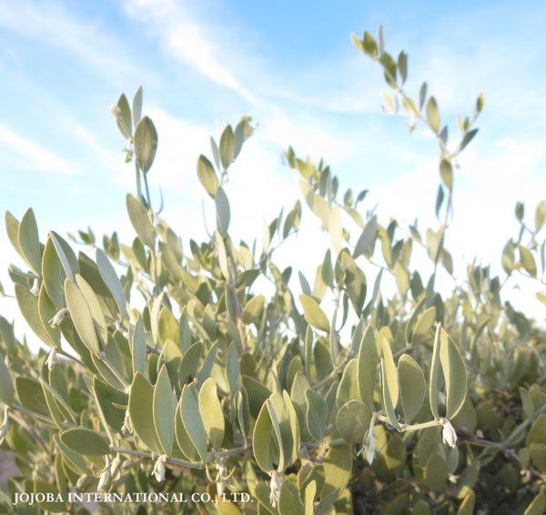 ♔ JOJOBA PHOTOS　於： 原種ホホバの聖地、アリゾナ州ハクアハラヴァレー 