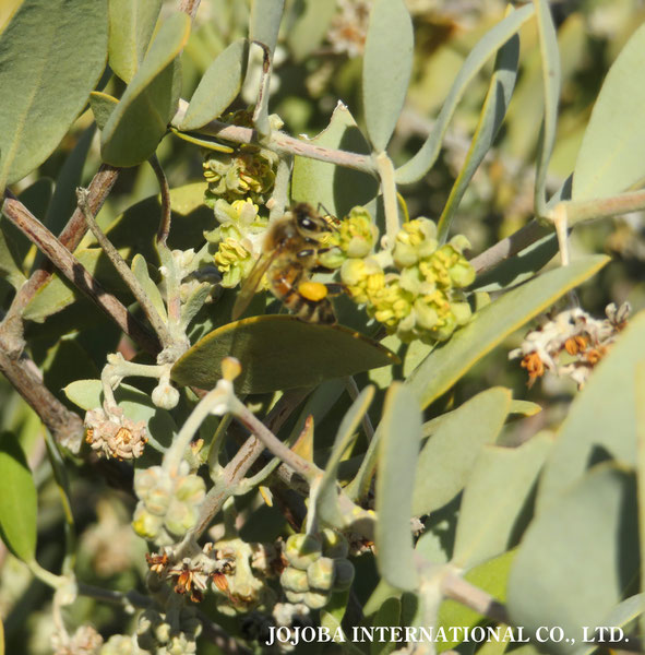 ♔ 原種ホホバ JOJOBA ORIGINAL SPECIES　蜜蜂　於： 原種ホホバの聖地、アリゾナ州ハクアハラヴァレー