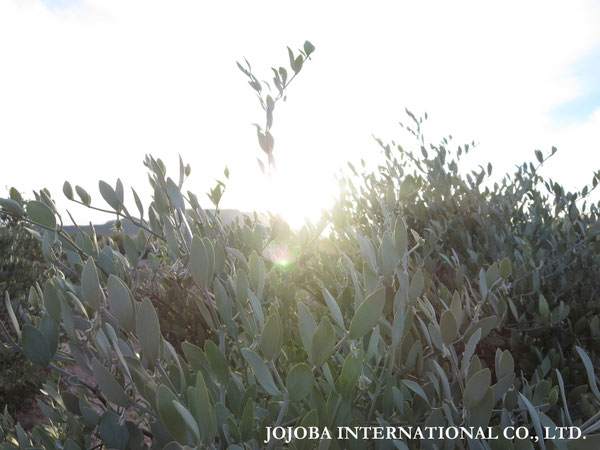 ♔ JOJOBA PHOTOS　於： 原種ホホバの聖地、アリゾナ州ハクアハラヴァレー 